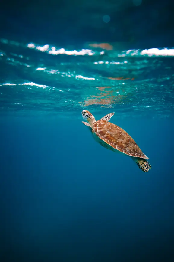 Los Cabos: donde el desierto se encuentra con el mar
